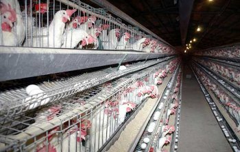دومین کارگروه فنی مرغ تخمگذار استان