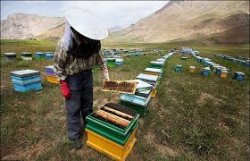 ساماندهی کوچ و استقرار زنبورداران در منطقه لار