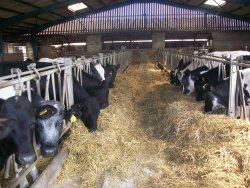 شرایط و ضوابط صدور مجوز برای زنجیره تولید شیر و گوشت