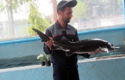 جایگزینی ماهی خاویاری با ماهی قزل آلا به دلیل نیاز آبی کمتر