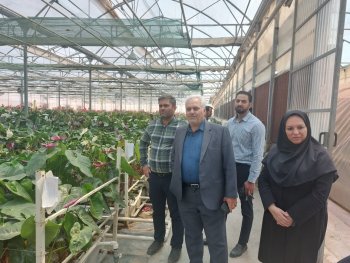 بازدید رییس سازمان از گلخانه گل روژان  کویر در شهرستان ورامین